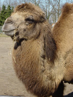 17 kameler i "gele" er ingen nydelse (foto: Photo XXL/Photoxpress)